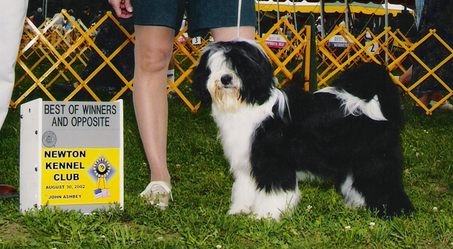 Black-and-white Tibetan Terrier standing in grass with Best of Winners and Opposite plaque