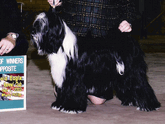 Black-and-white Tibetan Terrier standing with Best of Winners & Opposite plaque