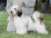 Mostly white Tibetan Terrier standing in grass with Best of Winners plaque