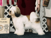White-and-sable Tibetan Terrier standing with Group Placing plaque