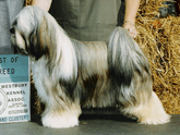 Sable-and-white Tibetan Terrier standing with Best of Breed plaque
