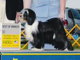 Black-and-white Tibetan Terrier standing on podium with Best of Winners plaque