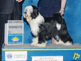 Black-and-white Tibetan Terrier standing on podium as New Champion with Winners plaque