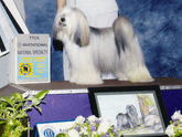 Mostly white multi-colored Tibetan Terrier standing on podium