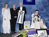 Mostly white Tibetan Terrier standing on podium in front of handler and beside three judges