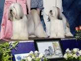Two multi-colored Tibetan Terriers standing on podium