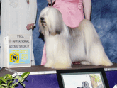Multi-colored Tibetan Terrier standing on podium
