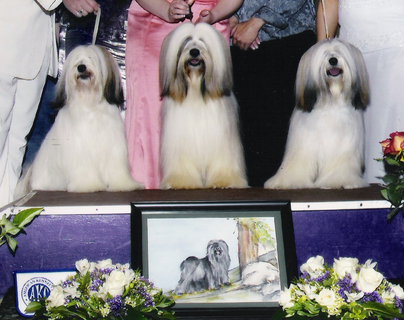 Three mostly white Tibetan Terriers sitting face forward on podium