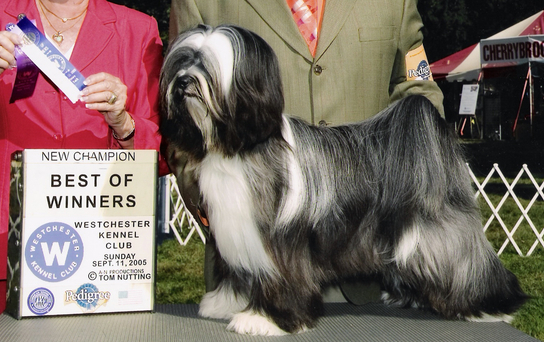 Dark gray-and-white Tibetan Terrier standing as New Champion with Best of Winners plaque