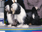Dark gray-and-white Tibetan Terrier standing as New Champion with Best of Winners plaque