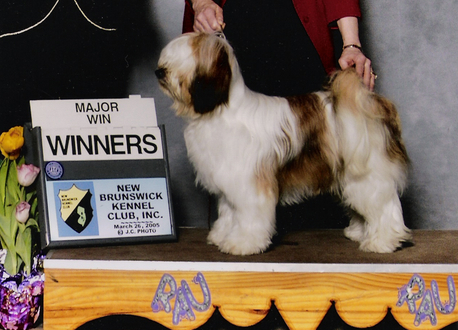 White-and-sable Tibetan Terrier standing with Winners plaque