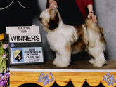 White-and-sable Tibetan Terrier standing with Winners plaque