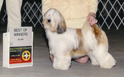 White-and-sable Tibetan Terrier standing with Best of Winners plaque