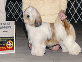 White-and-sable Tibetan Terrier standing with Best of Winners plaque