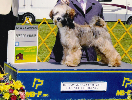 Sable Tibetan Terrier standing as New Champion with Best of Winners plaque