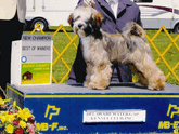 Sable Tibetan Terrier standing as New Champion with Best of Winners plaque