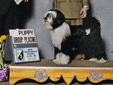 Black-and-white Tibetan Terrier standing with Puppy Group Placing plaque