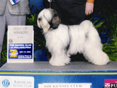 Mostly white Tibetan Terrier standing with Best of Winners plaque