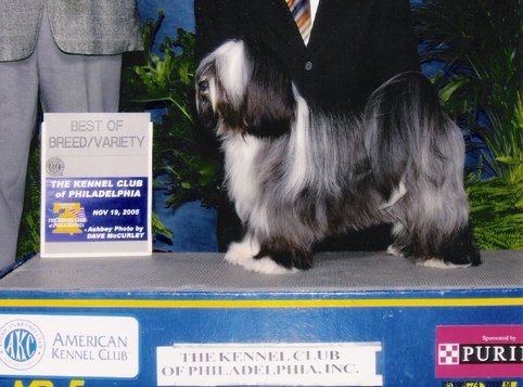 Black, gray, and white Tibetan Terrier standing with Best of Breed/Variety plaque