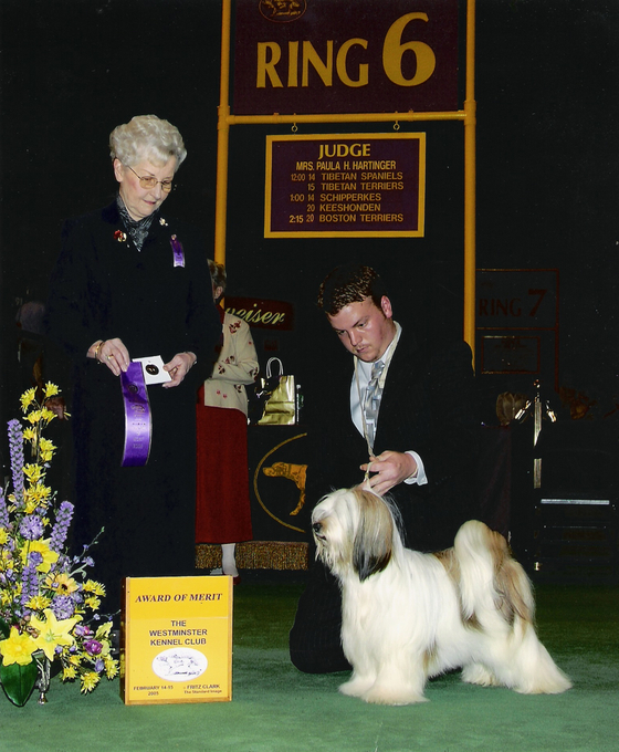 White-and-sable Tibetan Terrier stands on floor with Westminster Award of Merit plaque