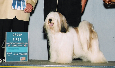 White-and-sable Tibetan Terrier standing on podium with Group First plaque