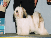 White-and-sable Tibetan Terrier standing on podium with Group First plaque