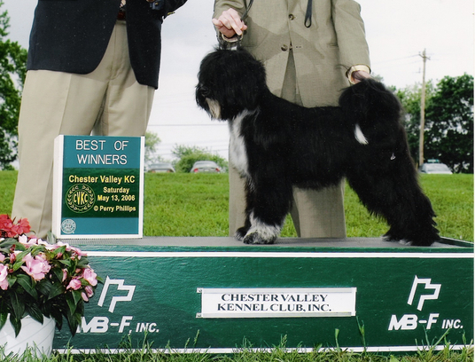 Black Tibetan Terrier standing with Best of Winners plaque