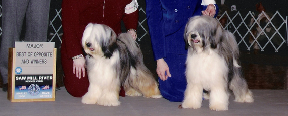 Two tri-color Tibetan Terriers standing with Best of Opposite and Winners plaque