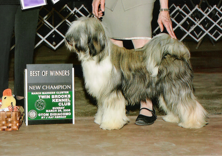 Sable-and-white Tibetan Terrier standing as New Champion with Best of Winners plaque