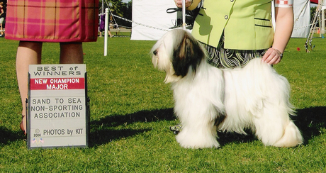 Mostly white Tibetan Terrier standing on grass as New Champion with Best of Winners plaque