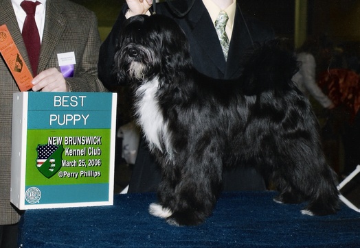 Black Tibetan Terrier standing with Best Puppy plaque