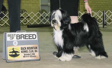 Black-and-white Tibetan Terrier standing with Best of Breed plaque