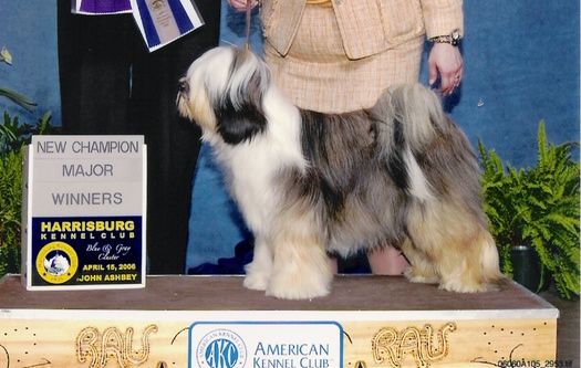 Tri-color Tibetan Terrier standing as New Champion with Winners plaque