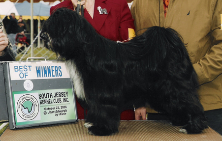 Black Tibetan Terrier standing with Best of Winners plaque