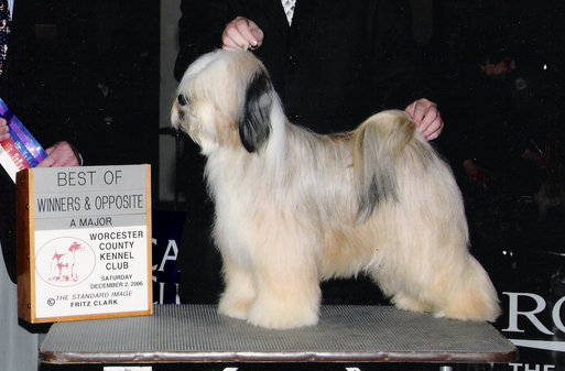 Tri-color Tibetan Terrier standing on a platform by a Best of Winners & Opposite plaque
