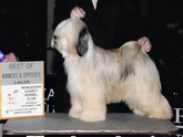 Tri-color Tibetan Terrier standing on a platform by a Best of Winners & Opposite plaque