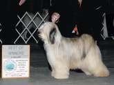 Tri-color Tibetan Terrier standing on a platform next to Best of Winners plaque