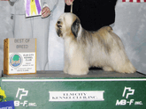 Tri-color Tibetan Terrier standing on a platform by a Best of Breed plaque