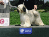 Tri-color Tibetan Terrier standing on a platform by a Group Placing plaque