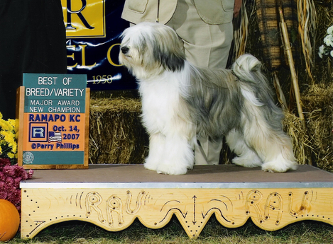 Tri-color Tibetan Terrier standing on a platform next to a Best of Breed/Variety plaque