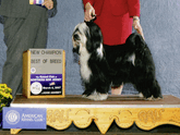 Black-and-white Tibetan Terrier standing on a platform next to Best of Breed plaque