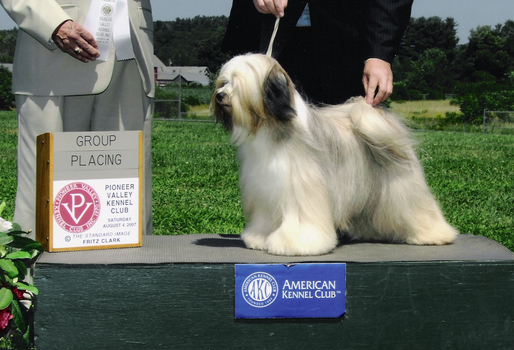 Tri-color Tibetan Terrier standing on platform next to Group Placing plaque