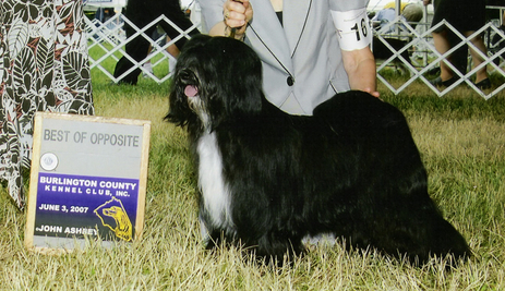 Mostly black Tibetan Terrier standing in grass next to Best of Opposite plaque
