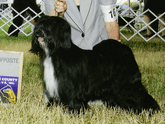 Mostly black Tibetan Terrier standing in grass next to Best of Opposite plaque