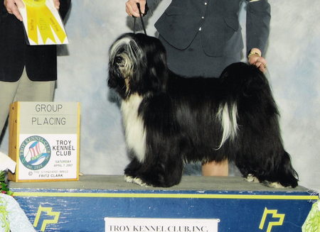 Mostly black Tibetan Terrier standing on a platrom next to a Group Placing plaque