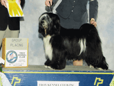Mostly black Tibetan Terrier standing on a platrom next to a Group Placing plaque