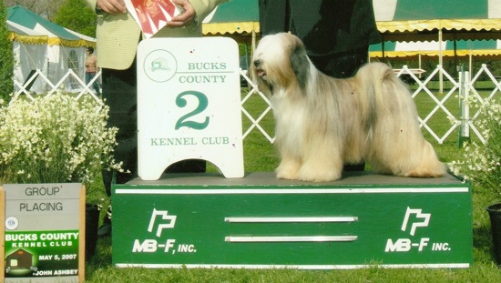 Tri-color Tibetan Terrier standing outside on a green platform