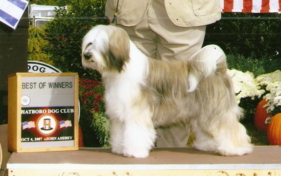 Tri-color Tibetan Terrier standing next to Best of Winners plaque