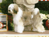 Tri-color Tibetan Terrier standing next to Best of Winners plaque