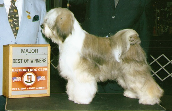 Tri-color Tibetan Terrier standing on a platform next to a Major Best of Winners plaque